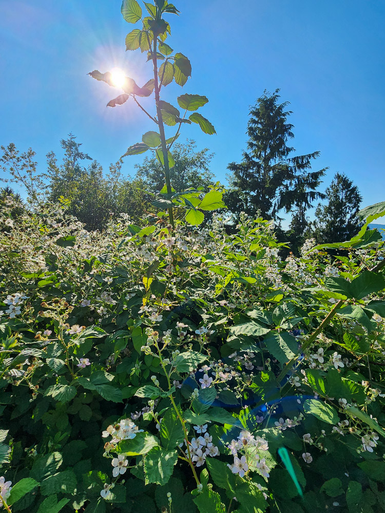 the sun shining on a wild blackberry shrub in Wheeler