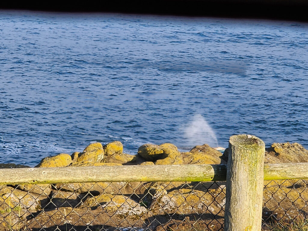 image of a whale spout along the rocky shoreline in Oregon
