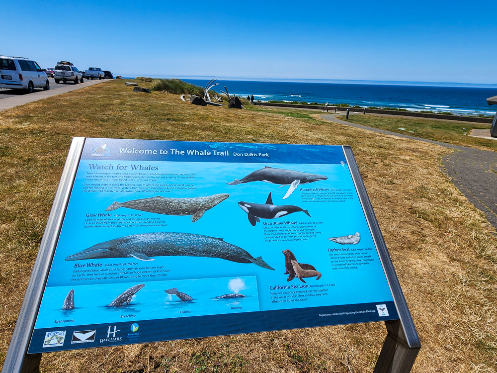 a trailside sign about the Whale Trail in Newport