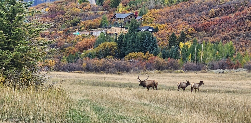 elk in a meadow below a new home being built near Aspen
